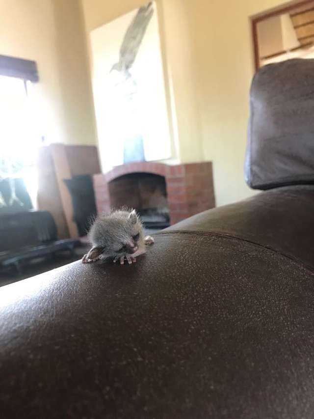 Znalazł malutkie zwierzątko na swojej kanapie. Maluch spadł na sofę prosto z sufitu