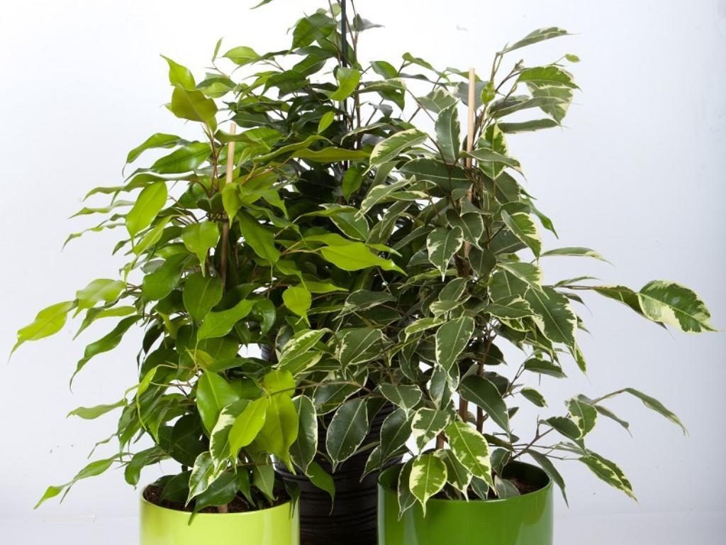 Rośliny antysmogowe - najlepsze oczyszczacze powietrza
