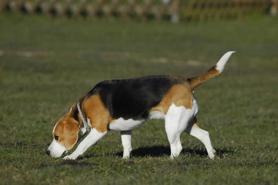 Oto 10 najbardziej nieposłusznych ras psów