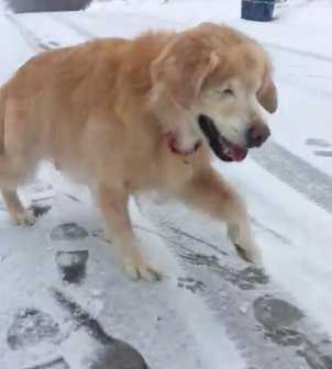 Ten filmik roztapia nawet najzimniejsze serca. Starszy i niewidomy pies bawi się na śniegu