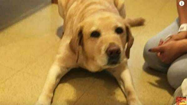 Pies przewodnik uratował właścicielkę przed pewną śmiercią. To niewiarygodne co zrobił, gdy doszło do włamania