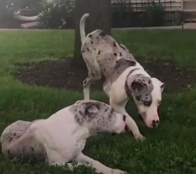 Adoptowała szczeniaka, który okazał się być inny, więc zdecydowała się przygarnąć kolejnego psa