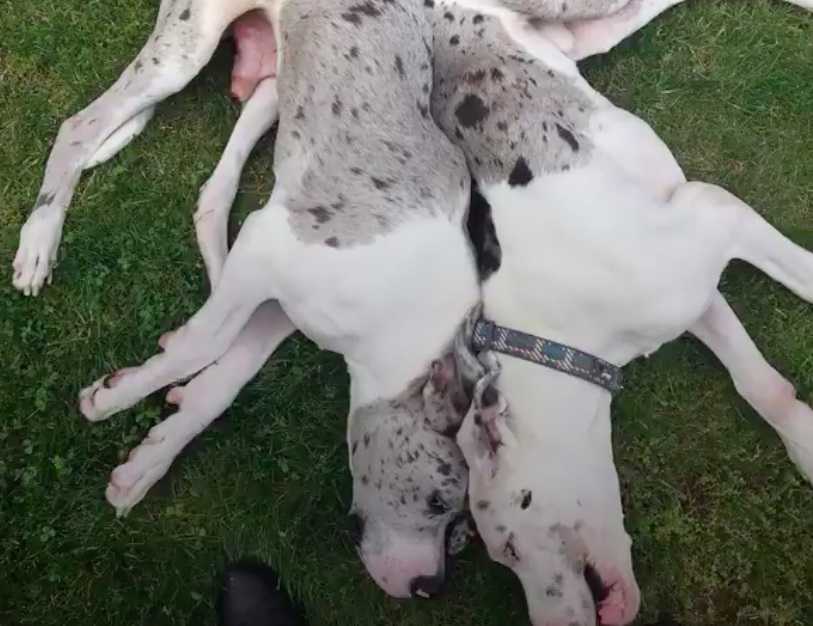 Adoptowała szczeniaka, który okazał się być inny, więc zdecydowała się przygarnąć kolejnego psa
