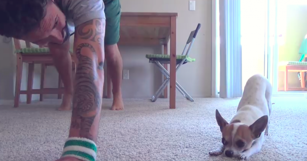 Słodka Chihuahua uprawia jogę ze swoim opiekunem. Filmik ma ponad 6 mln odtworzeń