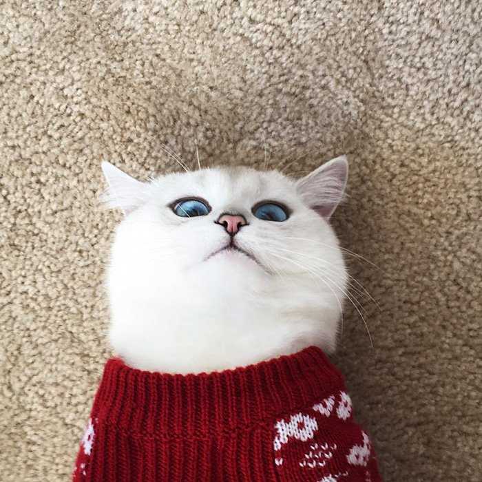 Oto Coby – kot posiadający najpiękniejsze oczy na świecie. Jest jedyny w swoim rodzaju!