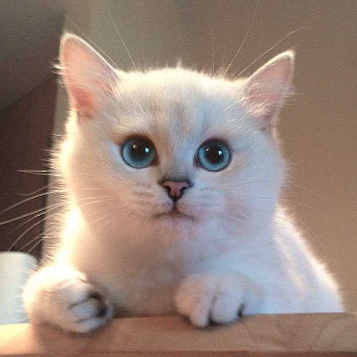 Oto Coby – kot posiadający najpiękniejsze oczy na świecie. Jest jedyny w swoim rodzaju!