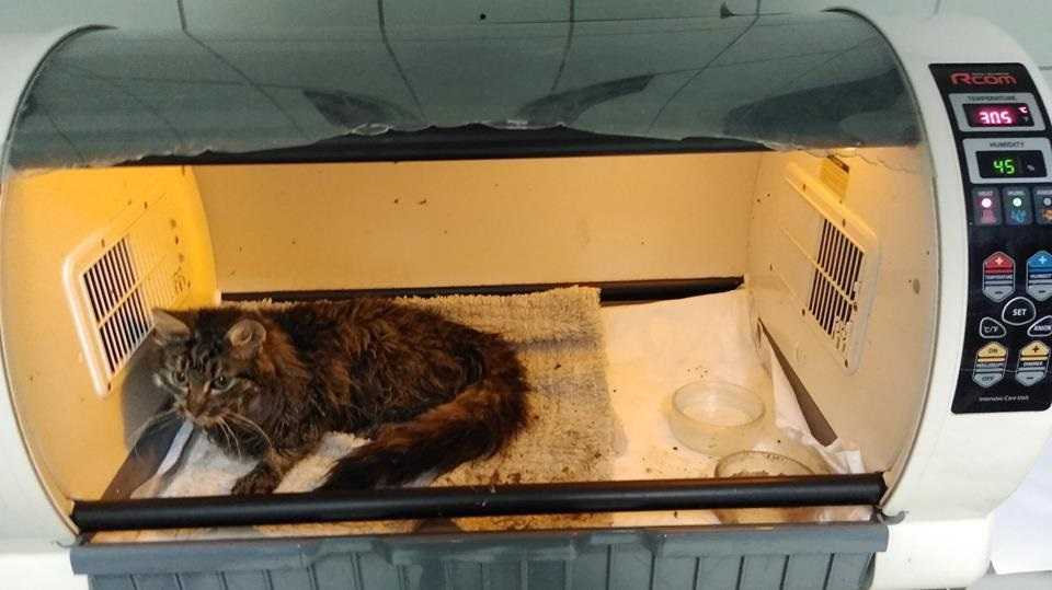 Maleńka kotka została porzucona i pobita