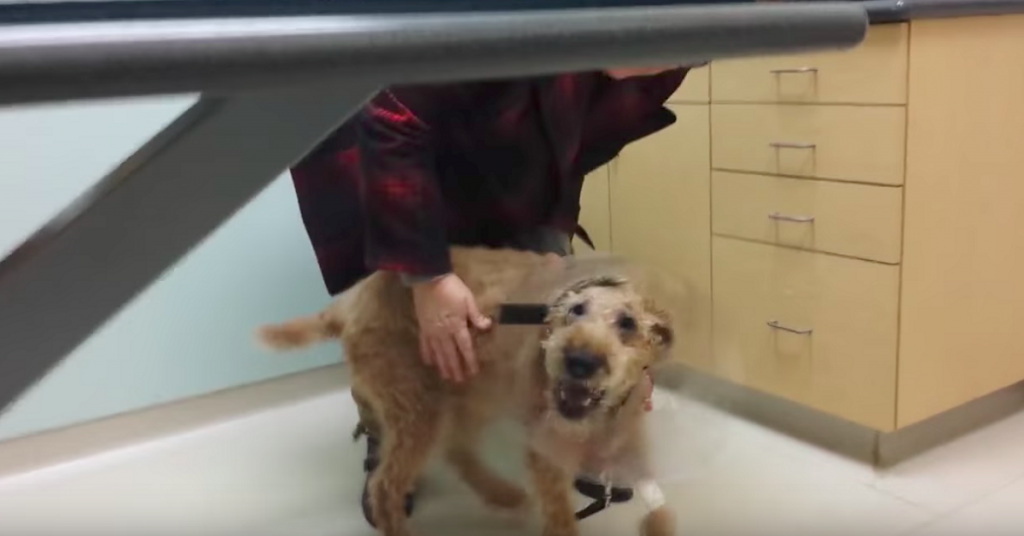 Po operacji oczu niewidomy pies w końcu widzi swoją rodzinę.