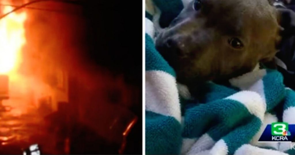 W samym środku pożaru, ten pies robi coś niesamowitego