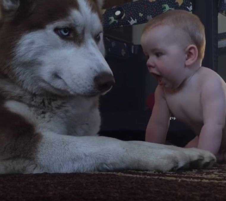 Dziecko raczkuje w stronę psa husky, aby się przywitać – ojciec malucha uwiecznił reakcję psa na filmiku