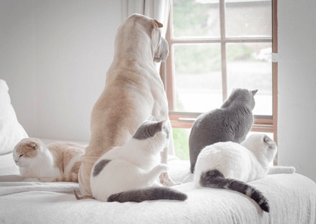 Pies i mały kotek zakochują się w sobie od pierwszego wejrzenia.