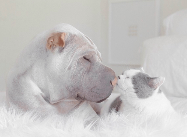 Pies i mały kotek zakochują się w sobie od pierwszego wejrzenia.