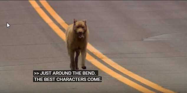 Ten pies musi każdego dnia przejść kilka kilometrów tylko po by dostać tę jedną rzecz. Nie uwierzysz