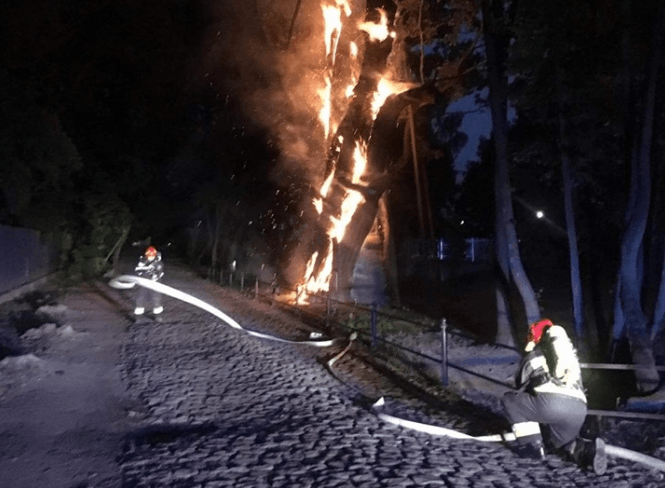 Jedno z najstarszych drzew w Polsce w ogniu. Dąb może runąć