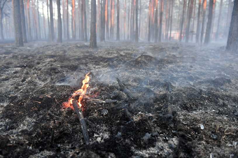 Trudna sytuacja w lasach. Zagrożenie pożarowe niemal w całym kraju