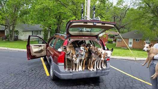 Zamknęli 20 psów w samochodzie i zostawili. Był upał. Kiedy policjanci dotarli na miejsce oniemieli