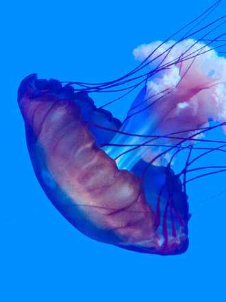 Co robić w przypadku oparzenia meduzy?