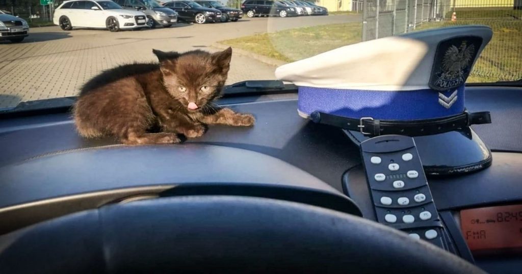 Policjanci drogówki uratowali kotka. Nie zgadniecie, gdzie go znaleźli