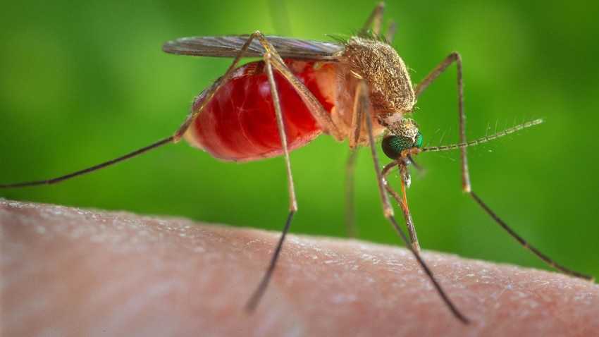 Wybierasz się na wakacje? Uważaj na te komary! Przenoszą niebezpieczne choroby