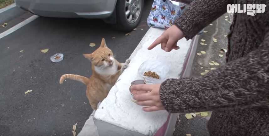 Bezdomny kot prosi o jedzenie, ale nigdy go nie je. Kobieta śledziła go i odkryła sekret