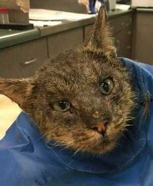 Kot Valentino został uratowany i przeszedł niesamowitą transformację