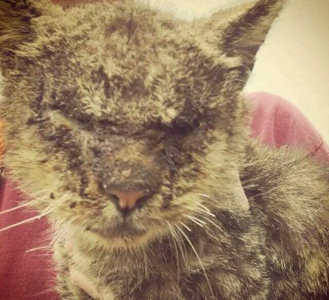 Kot Valentino został uratowany i przeszedł niesamowitą transformację