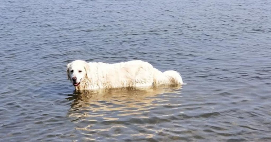 Pies widzi cień na wodzie i rzuca się na ratunek. Nie zgadniecie, kogo uratował