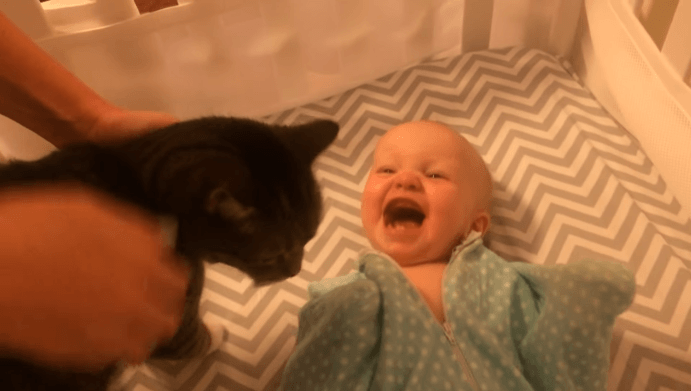 Dziecko na widok kota dostaje szału! Reakcja malucha jest bezcenna