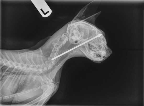 W ciele kotki znajdował się przedmiot. Zdjęcie rentgenowskie wykazało przeraźliwą prawdę
