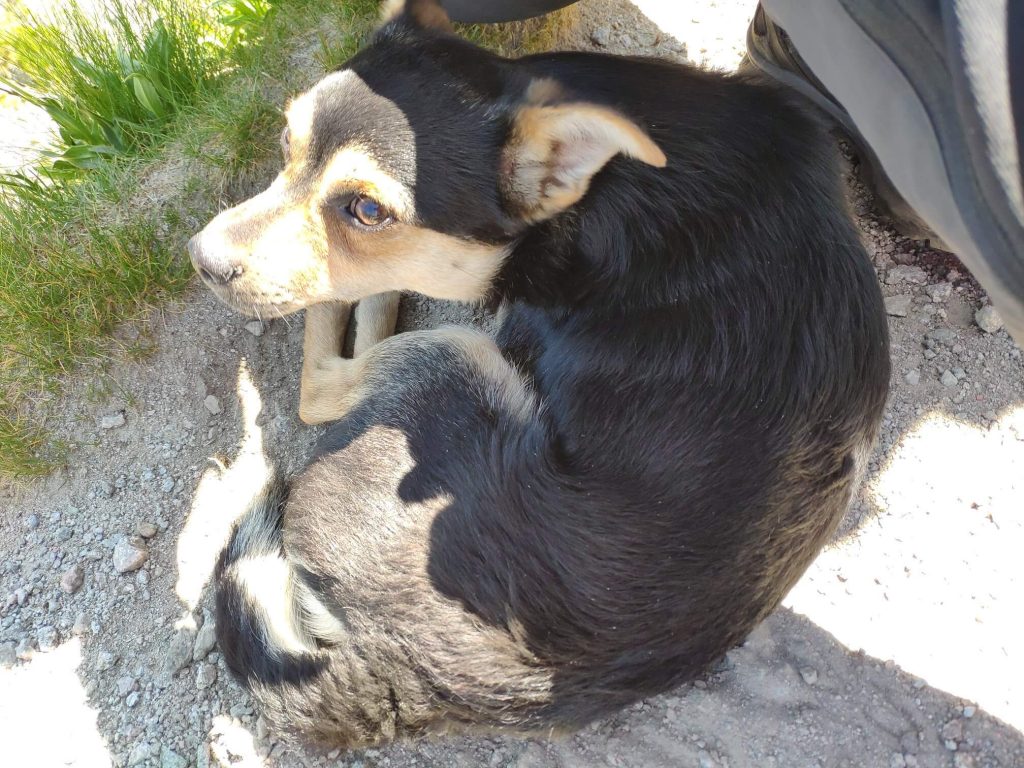 Rodzina pojechała na urlop w Tatry. Swojego psa zostawili na szczycie góry i odjechali