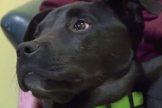Pies obudził się po wykonaniu eutanazji. Weterynarz nie może w to uwierzyć