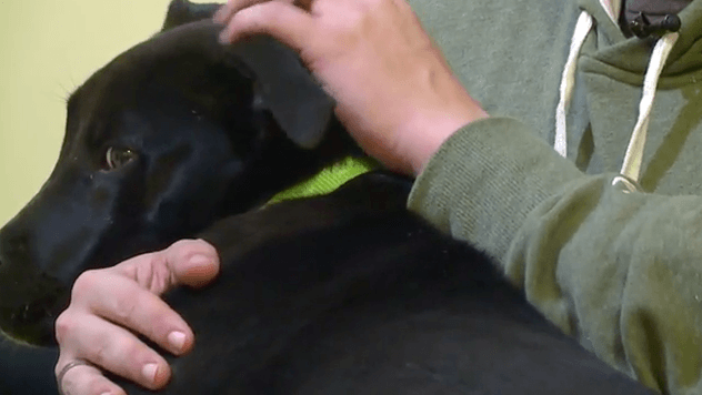 Pies obudził się po wykonaniu eutanazji. Weterynarz nie może w to uwierzyć