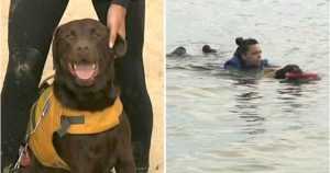 Labrador, któremu uratowano życie teraz sam będzie ratownikiem
