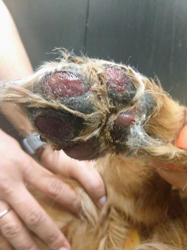 Weterynarz opublikował dramatyczny apel do wszystkich właścicieli zwierząt, po tym jak przyjął psa z poparzonymi łapami