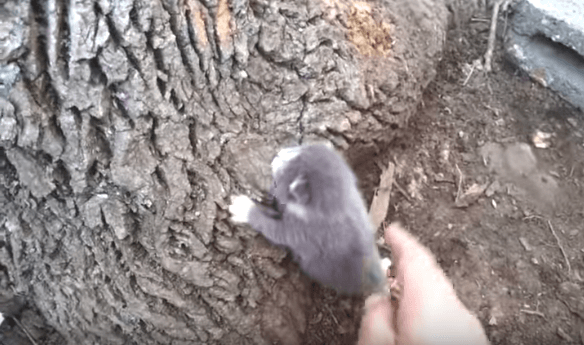 Mężczyzna na spacerze zauważył nowo narodzonego kotka, który wspinał się po drzewie. Szukał mamy