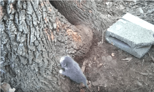 Mężczyzna na spacerze zauważył nowo narodzonego kotka, który wspinał się po drzewie. Szukał mamy