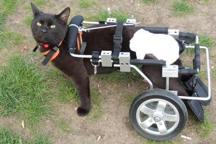 Kotek z niepełnosprawnymi łapkami dostał swój pierwszy wózek. Wideo z jego pierwszymi krokami rozczula