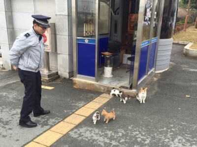 Bezdomna kotka przyszła na posterunek policji. Funkcjonariusze zareagowali natychmiast