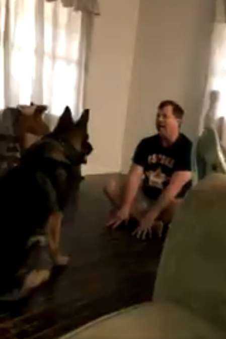 Ukryta kamera wykazała, co robi pies, gdy jest sam w domu