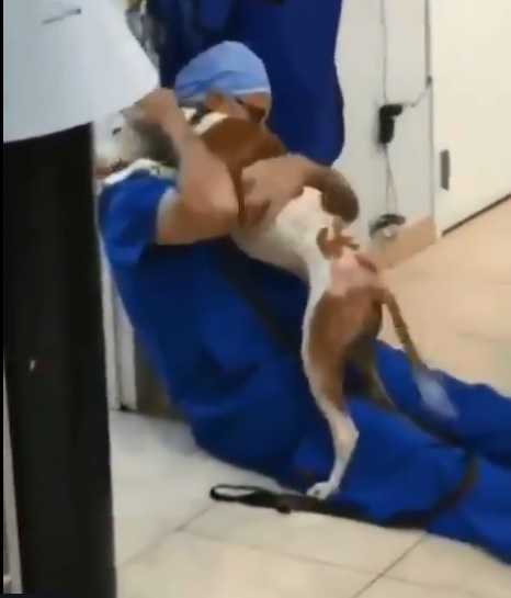 Pies dziękuje weterynarzowi za wyleczenie poparzonego ciała. Nagranie ściska za gardło