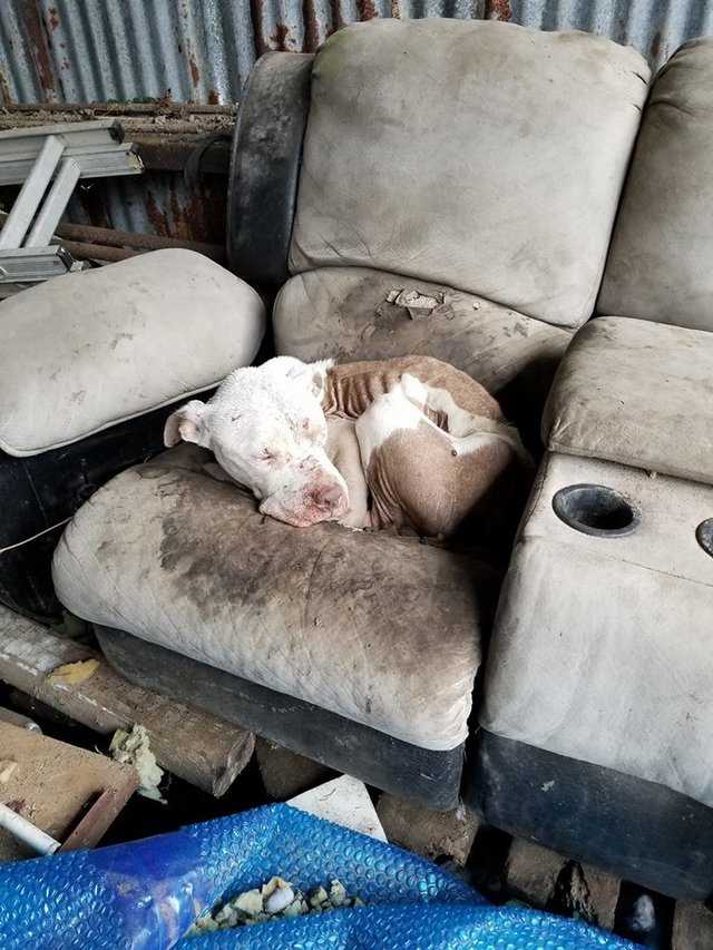 Przerażony pies ukrywał się w starym fotelu. Okazało się, że ma mroczną przeszłość