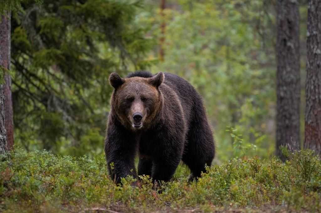 Armenia: niedźwiedź zaatakował dwoje Polaków