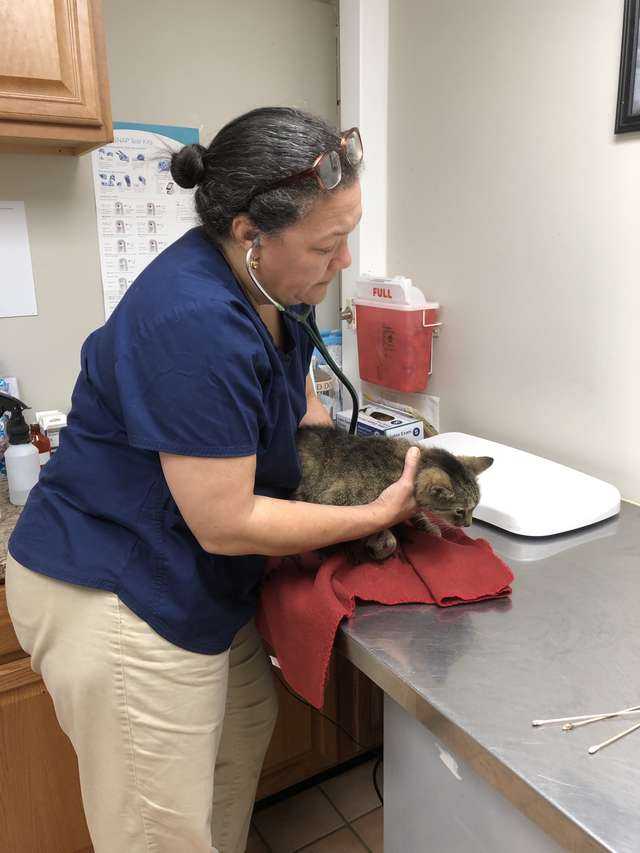 Kobieta po 11 latach odnalazła swojego kota. Gdy zobaczył swoją właścicielkę zareagował od razu