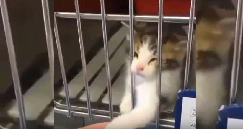 Maleńki kotek błaga kobietę, by go adoptowała. Nagranie łamie serce