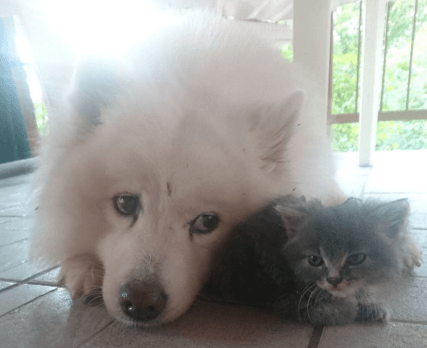 Ogromny pies jest zakochany w adoptowanym kotku. Nie opuszcza malucha na krok
