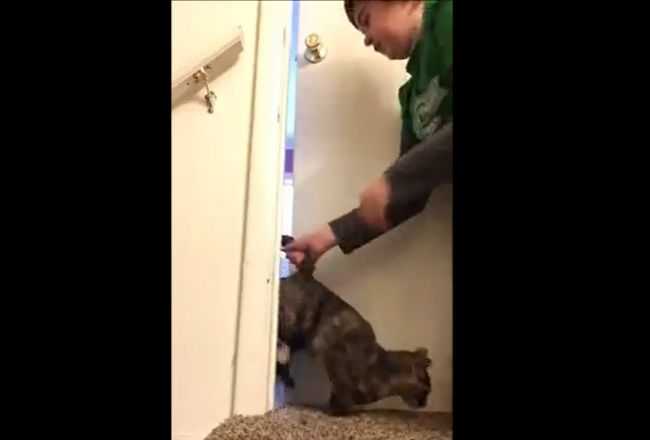 Nastolatek przyciął ogon swojego kota drzwiami. Zrobił to, bo „miał zły dzień”