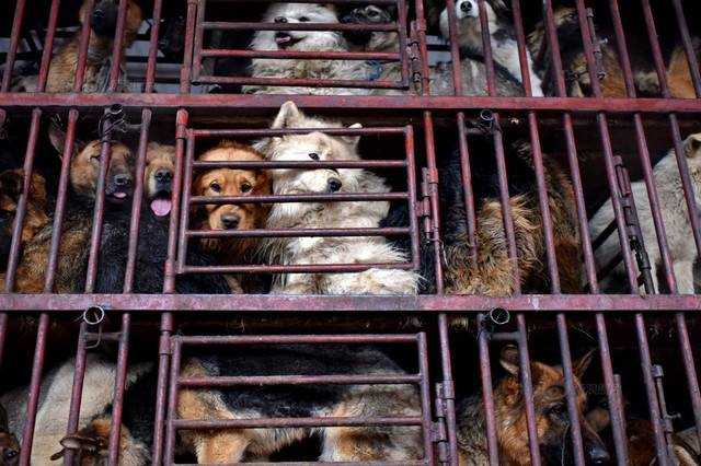 Chiński milioner kupił rzeźnię, aby ratować psy i stworzyć z niej schronisko dla zwierząt