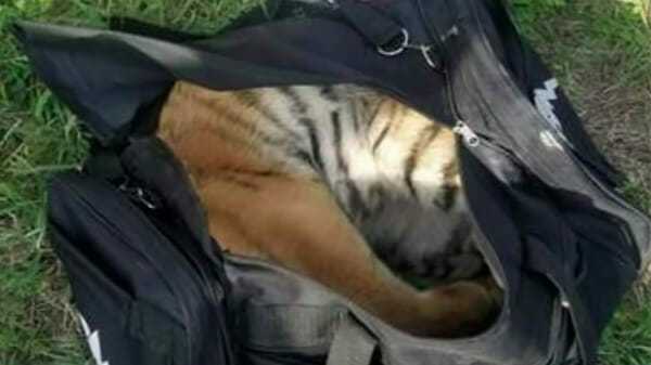 Strażnik graniczny znalazł czarną torbę – a w niej ledwo żywego małego tygrysa
