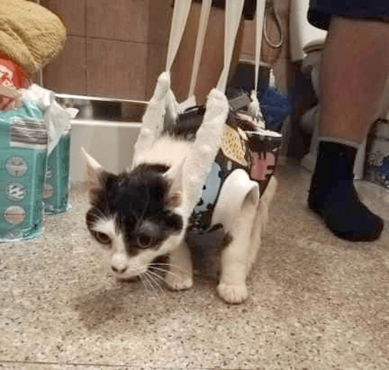 Bestialsko postrzelona kotka wygrała walkę o życie. Teraz prosi o pomoc