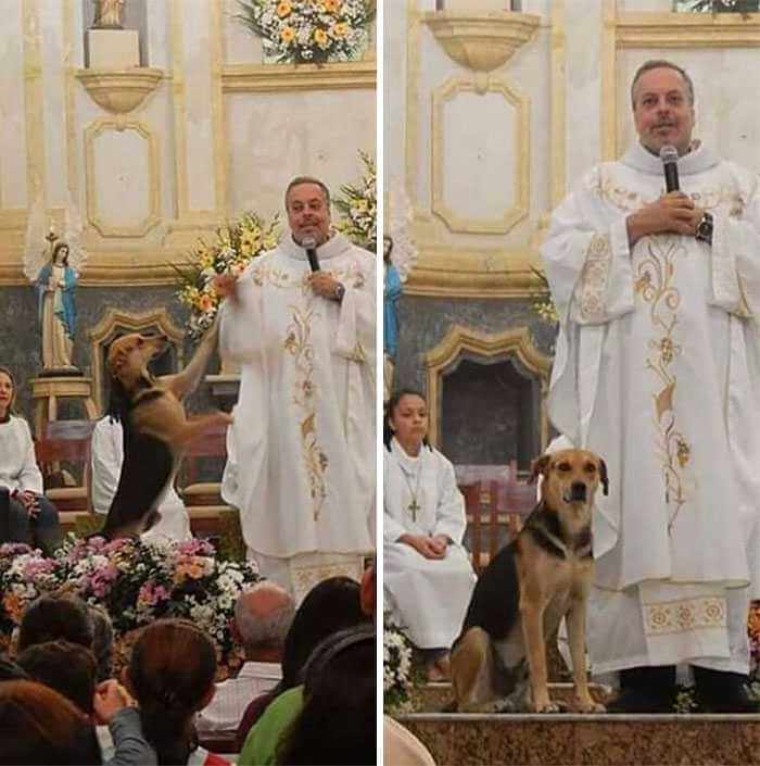 Księdzu na każdej mszy asystują bezdomne psy. Dzięki temu mają szansę znaleźć kochające domy